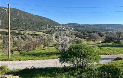 Urla Kalabak'ta Kekliktepe Komşu Satılık Zeytinlik Arazi