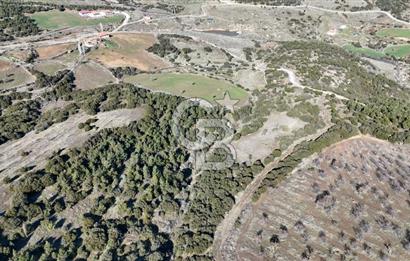 Manisa Kula Merkeze Yakın 21 Dönüm Yatırımlık Satılık Tarla