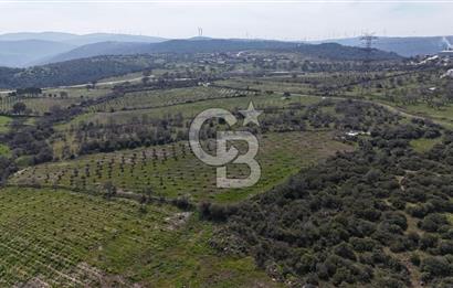 Bergama Maruflar'da Satılık Tarla