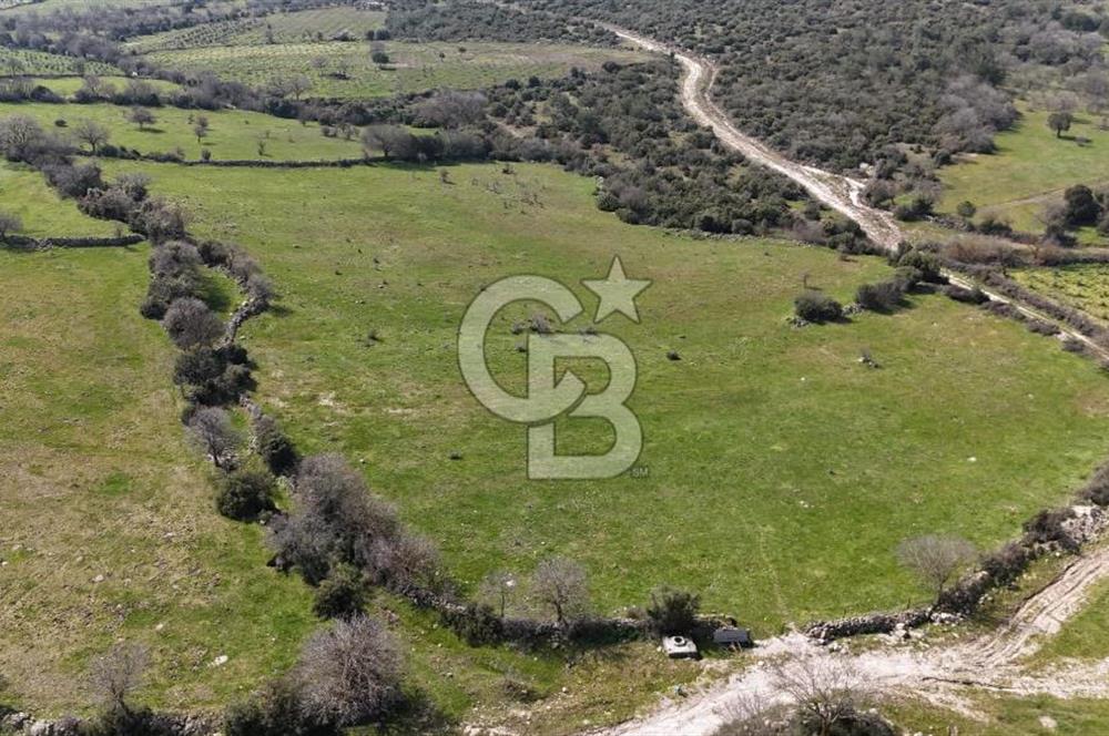 Bergama Maruflar'da Satılık Tarla