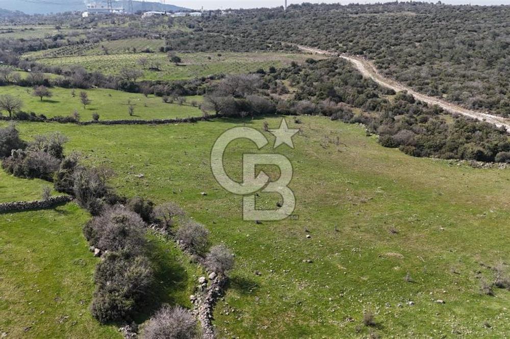 Bergama Maruflar'da Satılık Tarla