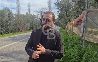 İZNİK GÖLÜNE 35 m | ASFALTA CEPHE | 70 GEMLİK ZEYTİNLİK | HOBİ BAHÇESİ & KARAVAN İÇİN İDEAL