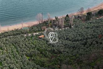 İZNİK GÖLÜNE 35 m | ASFALTA CEPHE | 70 GEMLİK ZEYTİNLİK | HOBİ BAHÇESİ & KARAVAN İÇİN İDEAL - 5 - 338830