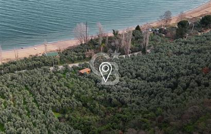 İZNİK GÖLÜNE 35 m | ASFALTA CEPHE | 70 GEMLİK ZEYTİNLİK | HOBİ BAHÇESİ & KARAVAN İÇİN İDEAL