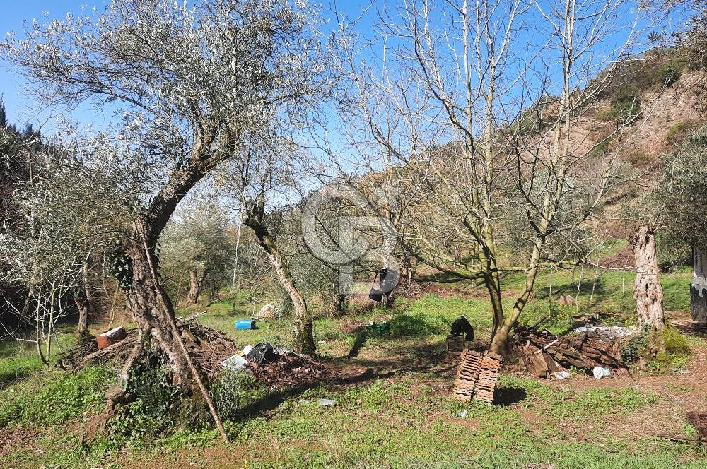 Karamursel tepekoy gokcedere satilik zeytinlik