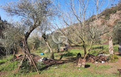 Karamursel tepekoy gokcedere satilik zeytinlik