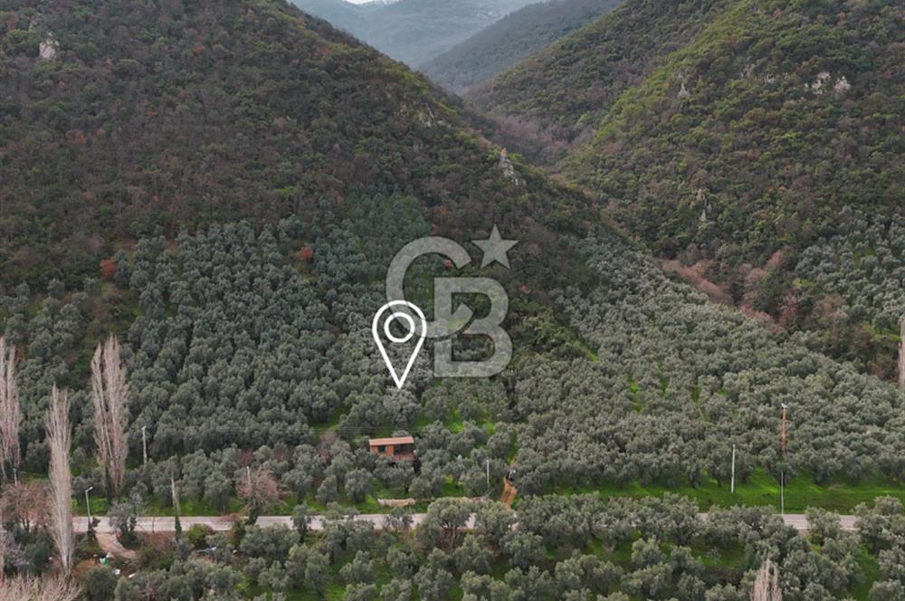 İZNİK GÖLÜNE 35 m | ASFALTA CEPHE | 70 GEMLİK ZEYTİNLİK | HOBİ BAHÇESİ & KARAVAN İÇİN İDEAL