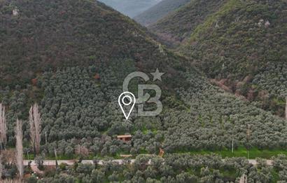 İZNİK GÖLÜNE 35 m | ASFALTA CEPHE | 70 GEMLİK ZEYTİNLİK | HOBİ BAHÇESİ & KARAVAN İÇİN İDEAL