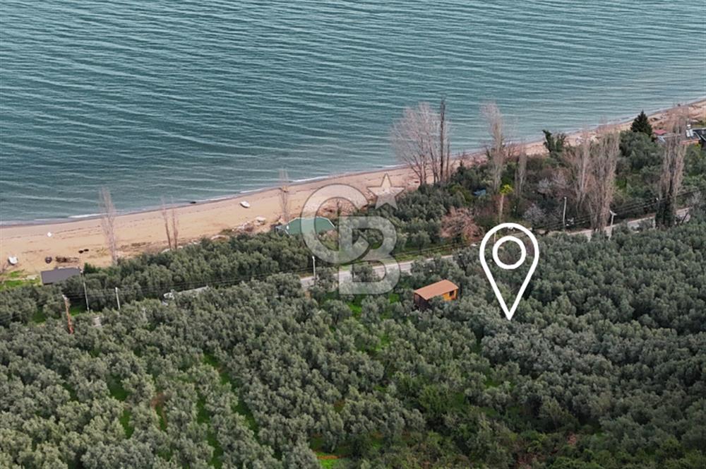 İZNİK GÖLÜNE 35 m | ASFALTA CEPHE | 70 GEMLİK ZEYTİNLİK | HOBİ BAHÇESİ & KARAVAN İÇİN İDEAL