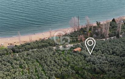 İZNİK GÖLÜNE 35 m | ASFALTA CEPHE | 70 GEMLİK ZEYTİNLİK | HOBİ BAHÇESİ & KARAVAN İÇİN İDEAL