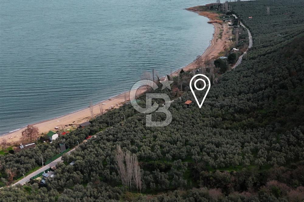 İZNİK GÖLÜNE 35 m | ASFALTA CEPHE | 70 GEMLİK ZEYTİNLİK | HOBİ BAHÇESİ & KARAVAN İÇİN İDEAL