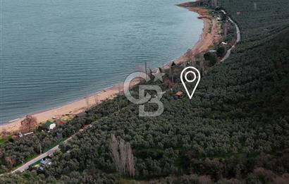 İZNİK GÖLÜNE 35 m | ASFALTA CEPHE | 70 GEMLİK ZEYTİNLİK | HOBİ BAHÇESİ & KARAVAN İÇİN İDEAL