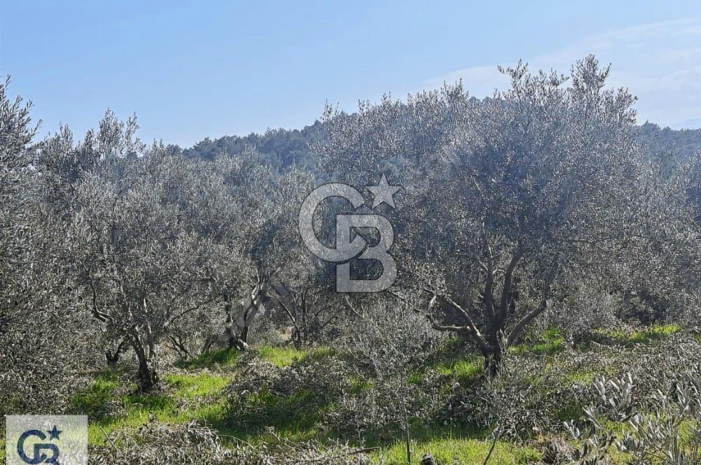 Denizli Sarayköy Yeşilyurt da Satılık Fırsat Zeytinlik