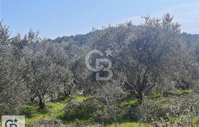 Denizli Sarayköy Yeşilyurt da Satılık Fırsat Zeytinlik