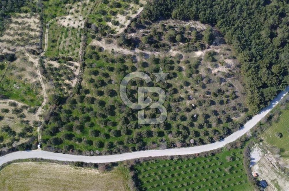 BERGAMA ÖRLEMİŞ MAHALLESİNDE KUPON ZEYTİNLİK