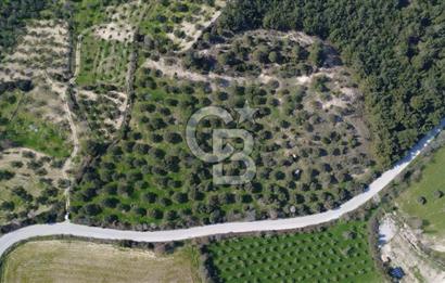 BERGAMA ÖRLEMİŞ MAHALLESİNDE KUPON ZEYTİNLİK