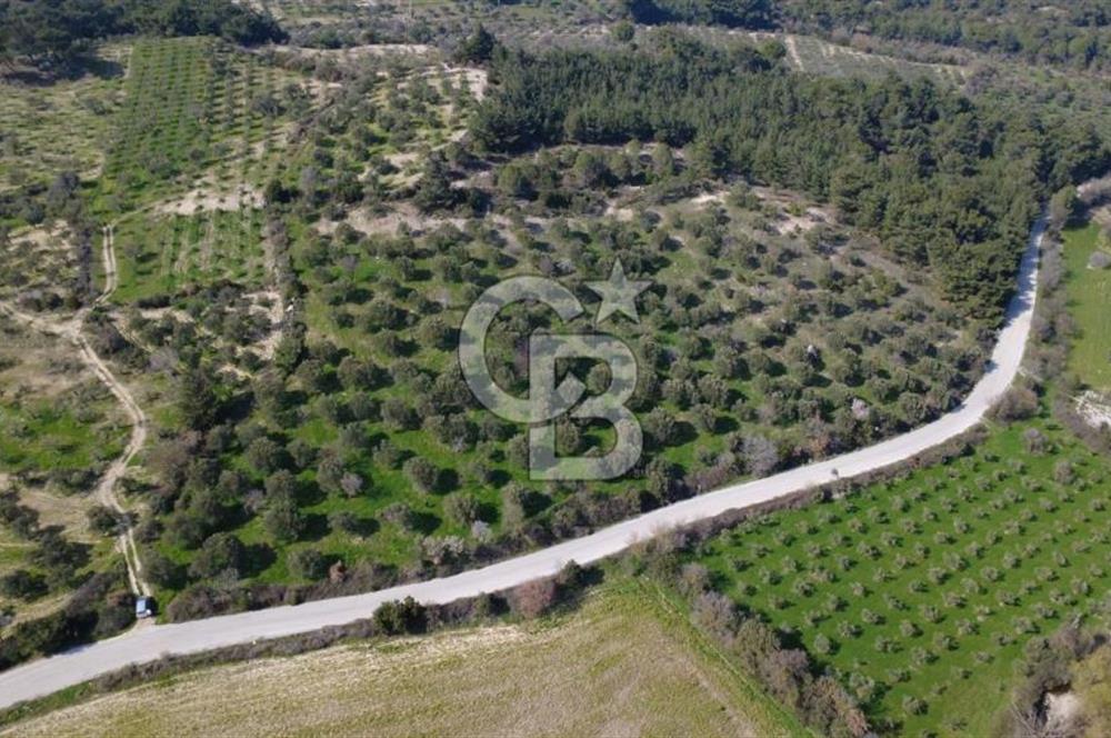 BERGAMA ÖRLEMİŞ MAHALLESİNDE KUPON ZEYTİNLİK