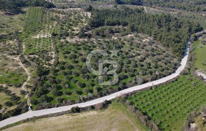 BERGAMA ÖRLEMİŞ MAHALLESİNDE KUPON ZEYTİNLİK