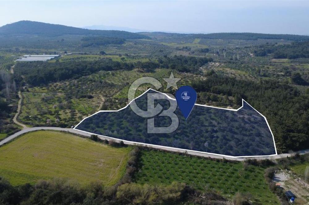 BERGAMA ÖRLEMİŞ MAHALLESİNDE KUPON ZEYTİNLİK