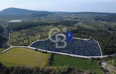 BERGAMA ÖRLEMİŞ MAHALLESİNDE KUPON ZEYTİNLİK