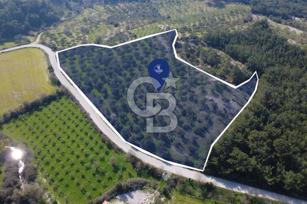 BERGAMA ÖRLEMİŞ MAHALLESİNDE KUPON ZEYTİNLİK