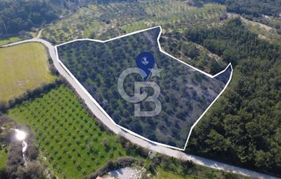 BERGAMA ÖRLEMİŞ MAHALLESİNDE KUPON ZEYTİNLİK