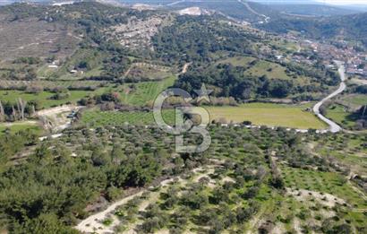 BERGAMA ÖRLEMİŞ MAHALLESİNDE KUPON ZEYTİNLİK