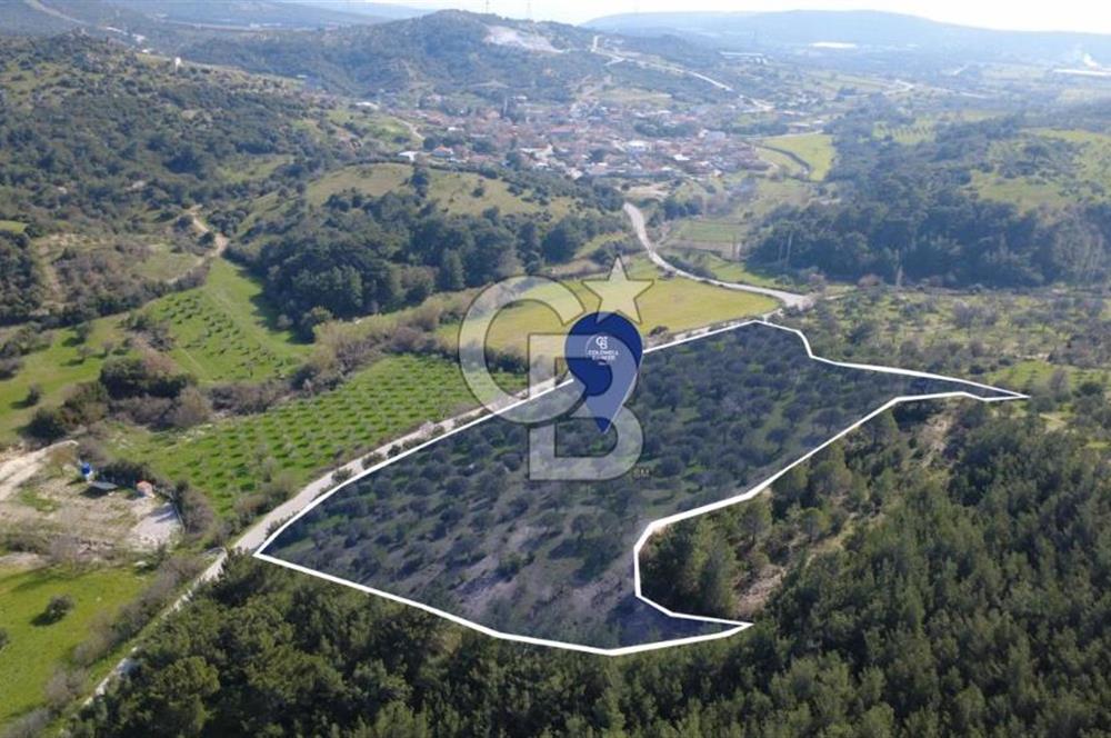 BERGAMA ÖRLEMİŞ MAHALLESİNDE KUPON ZEYTİNLİK