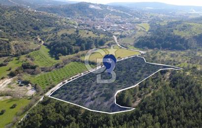 BERGAMA ÖRLEMİŞ MAHALLESİNDE KUPON ZEYTİNLİK