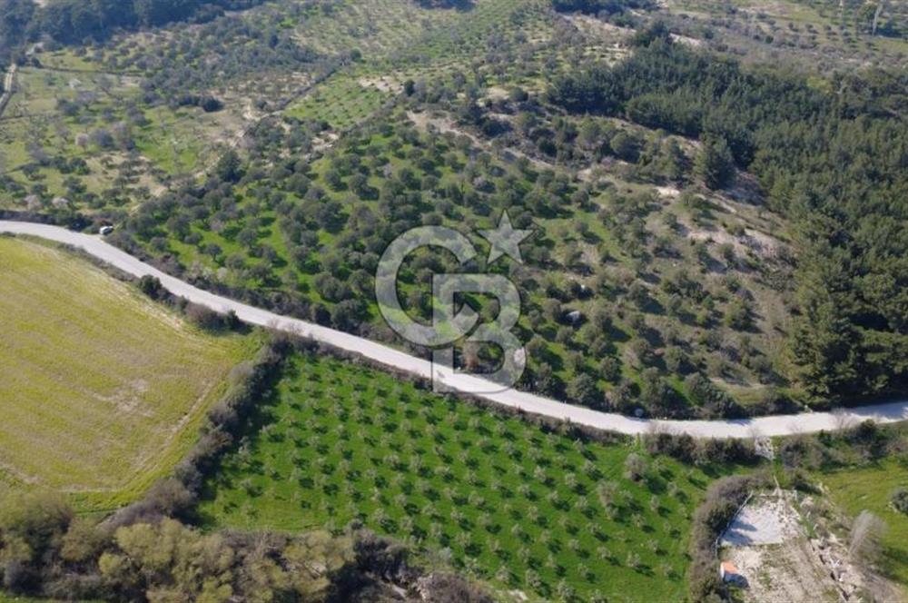 BERGAMA ÖRLEMİŞ MAHALLESİNDE KUPON ZEYTİNLİK