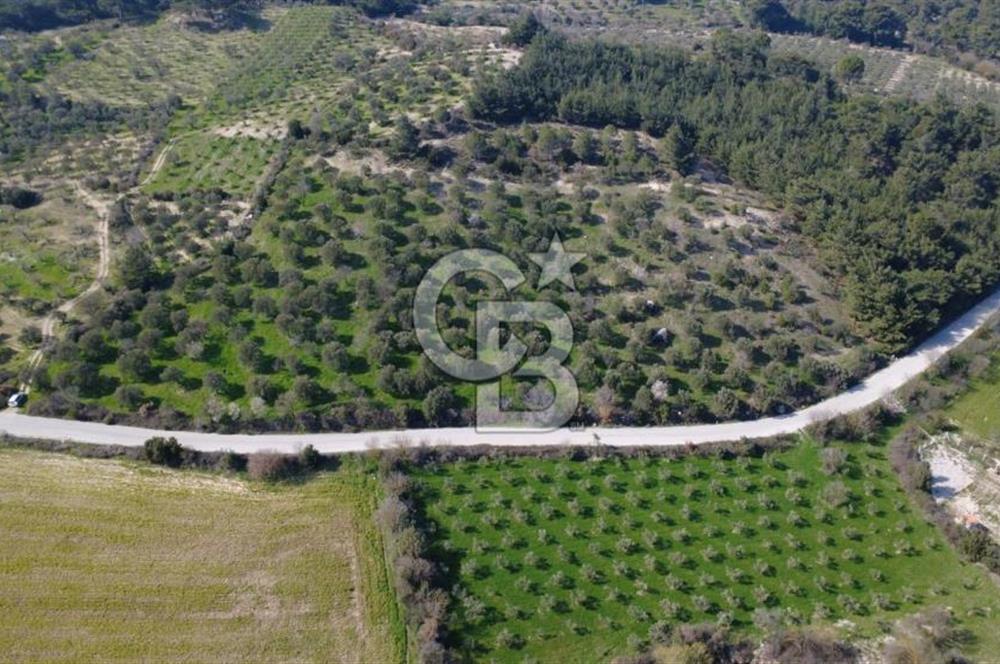 BERGAMA ÖRLEMİŞ MAHALLESİNDE KUPON ZEYTİNLİK