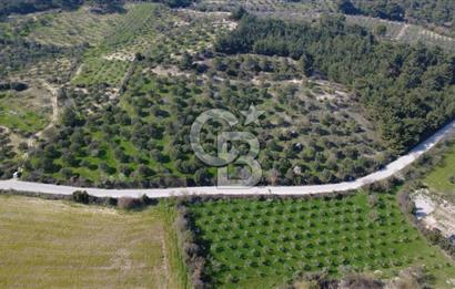 BERGAMA ÖRLEMİŞ MAHALLESİNDE KUPON ZEYTİNLİK