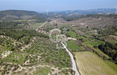 BERGAMA ÖRLEMİŞ MAHALLESİNDE KUPON ZEYTİNLİK