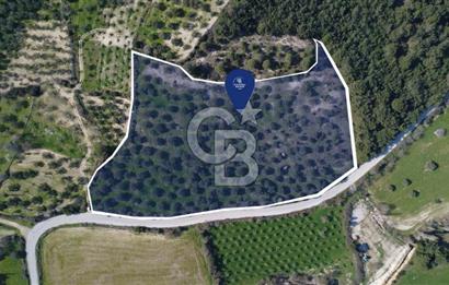 BERGAMA ÖRLEMİŞ MAHALLESİNDE KUPON ZEYTİNLİK