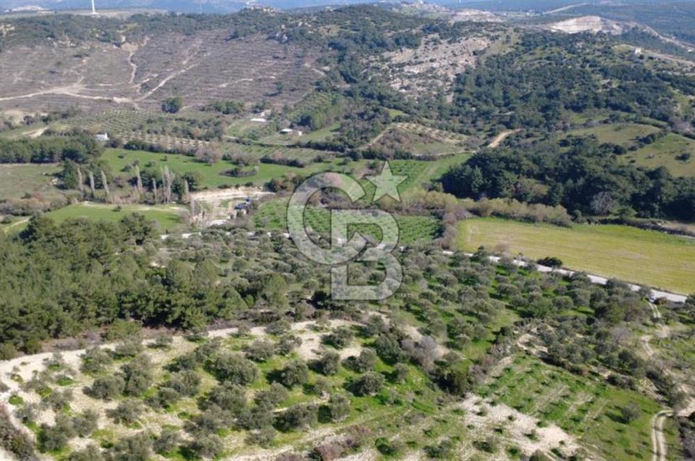 BERGAMA ÖRLEMİŞ MAHALLESİNDE KUPON ZEYTİNLİK