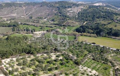 BERGAMA ÖRLEMİŞ MAHALLESİNDE KUPON ZEYTİNLİK