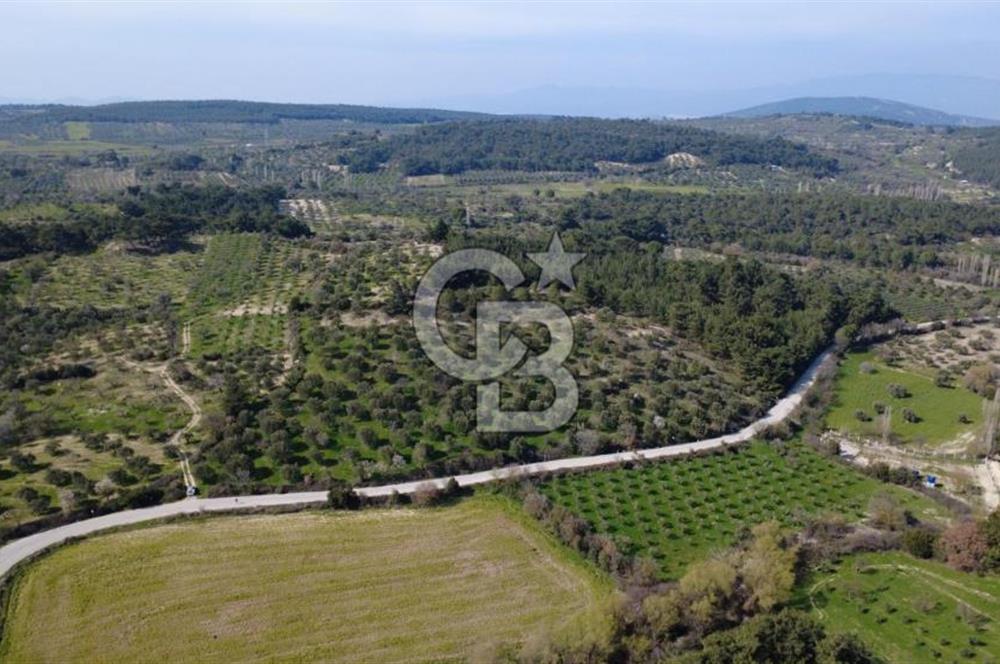 BERGAMA ÖRLEMİŞ MAHALLESİNDE KUPON ZEYTİNLİK