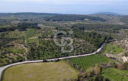 BERGAMA ÖRLEMİŞ MAHALLESİNDE KUPON ZEYTİNLİK