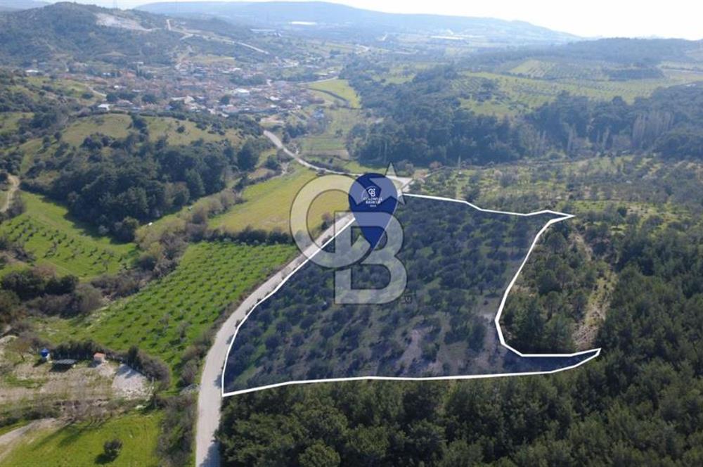 BERGAMA ÖRLEMİŞ MAHALLESİNDE KUPON ZEYTİNLİK