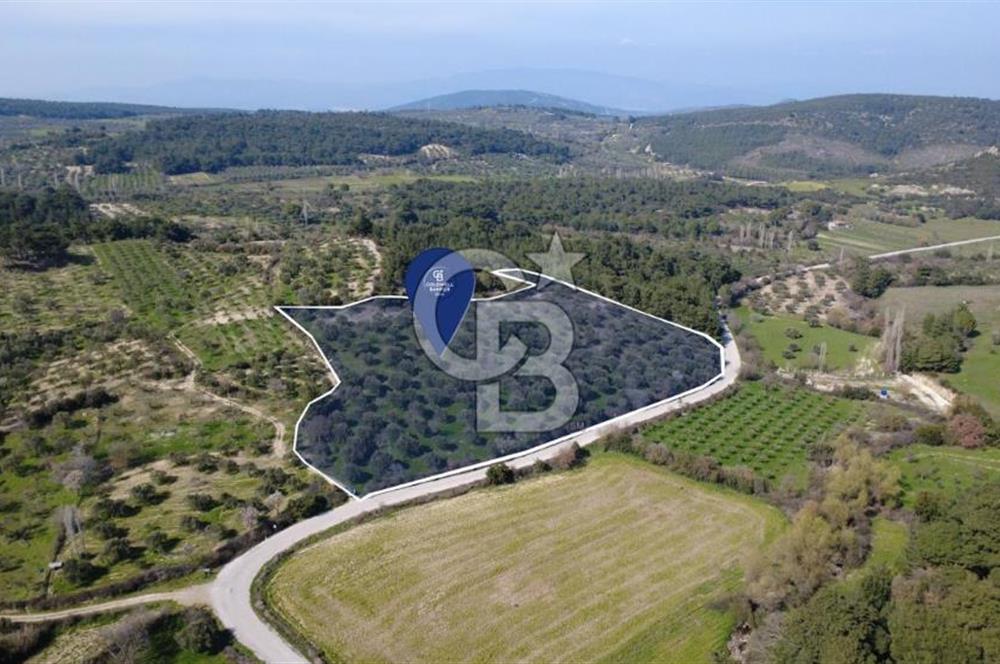 BERGAMA ÖRLEMİŞ MAHALLESİNDE KUPON ZEYTİNLİK