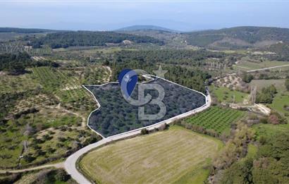 BERGAMA ÖRLEMİŞ MAHALLESİNDE KUPON ZEYTİNLİK