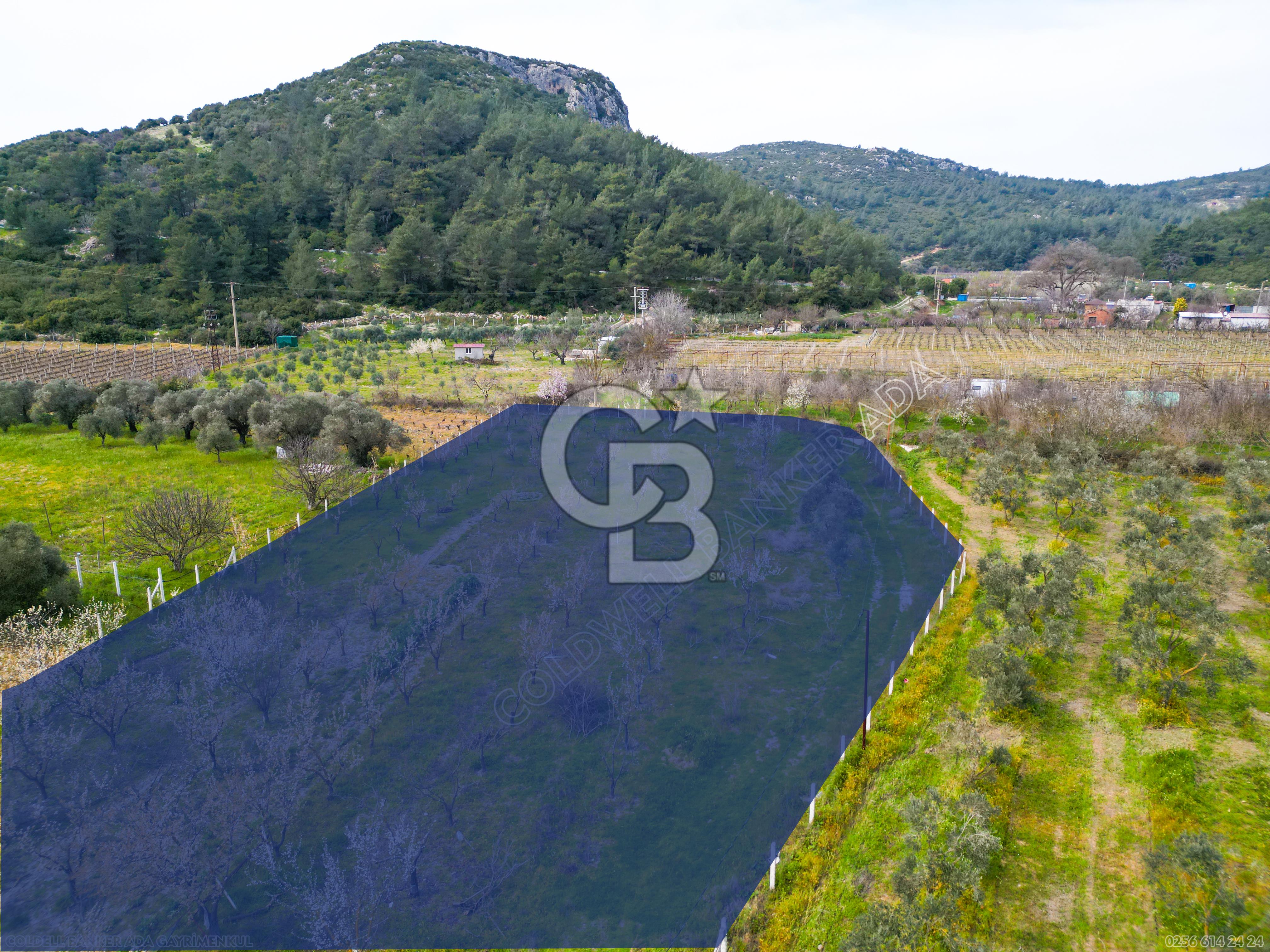 Kuşadası Kirazlı’da Satılık Tarla | 3887 m² | İçinde 45 m² Yapı Kayıtlı Ev | Su ve Elektrik Var