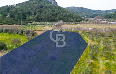 Kuşadası Kirazlı’da Satılık Tarla | 3887 m² | İçinde 45 m² Yapı Kayıtlı Ev | Su ve Elektrik Var