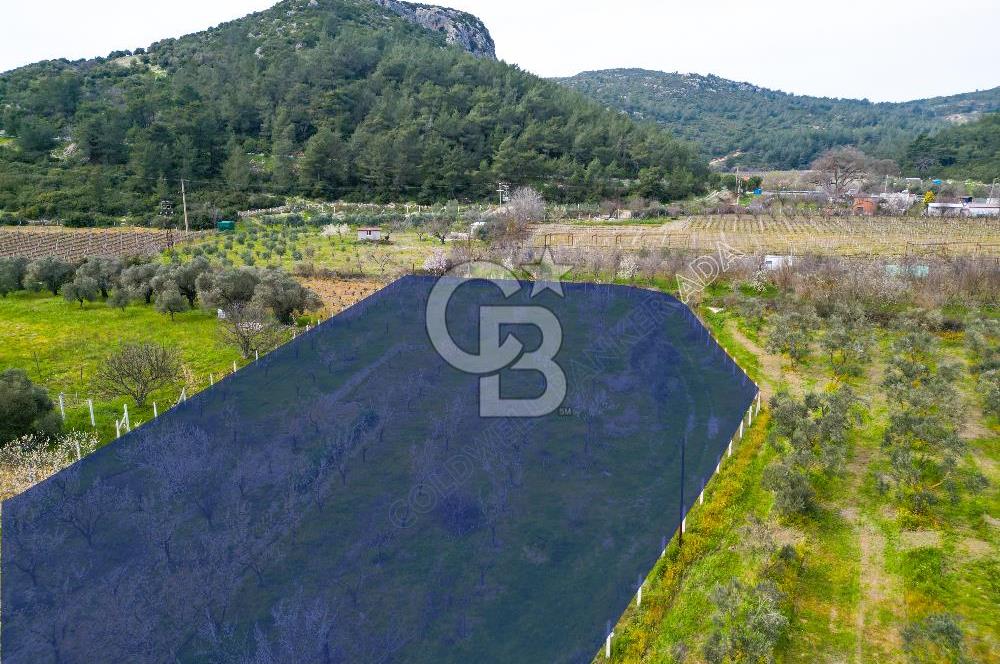 Kuşadası Kirazlı’da Satılık Tarla | 3887 m² | İçinde 45 m² Yapı Kayıtlı Ev | Su ve Elektrik Var
