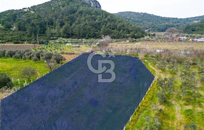 Kuşadası Kirazlı’da Satılık Tarla | 3887 m² | İçinde 45 m² Yapı Kayıtlı Ev | Su ve Elektrik Var