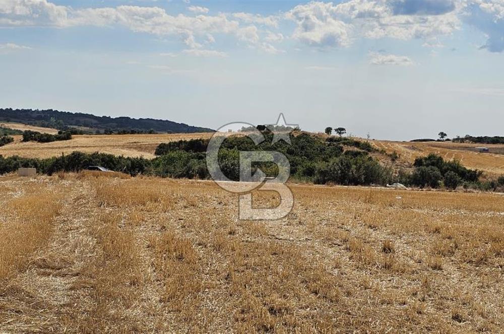 Edirne Keşan MecidiyeKöyü Yatırımlık SarosSahil 5km 4638 m²Tarla