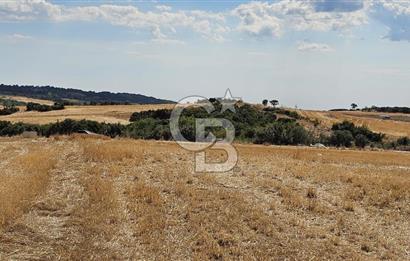 Edirne Keşan MecidiyeKöyü Yatırımlık SarosSahil 5km 4638 m²Tarla