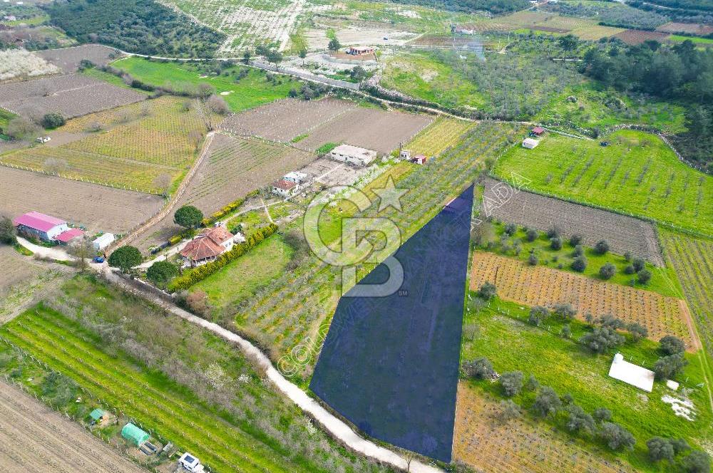 Kuşadası Kirazlı’da Satılık Tarla | 3887 m² | İçinde 45 m² Yapı Kayıtlı Ev | Su ve Elektrik Var