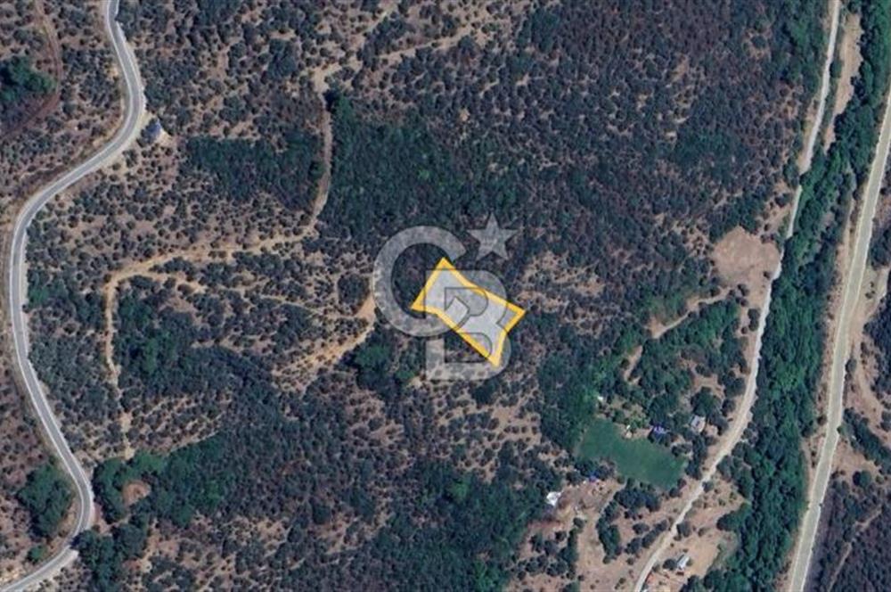  İZMİR BAYINDIR DEREKÖYDE SATILIK ZEYTİNLİK