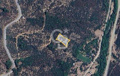  İZMİR BAYINDIR DEREKÖYDE SATILIK ZEYTİNLİK